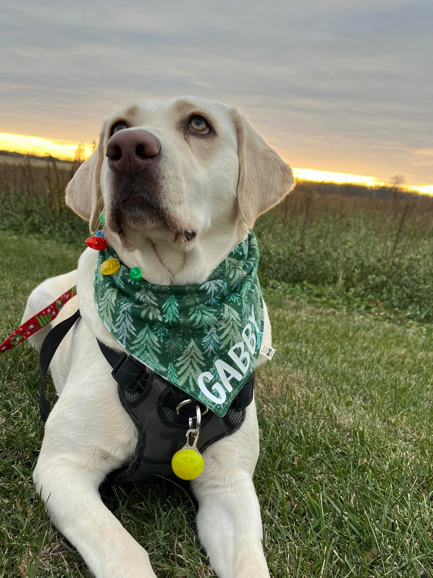 Bandanna of the Month | December 2024